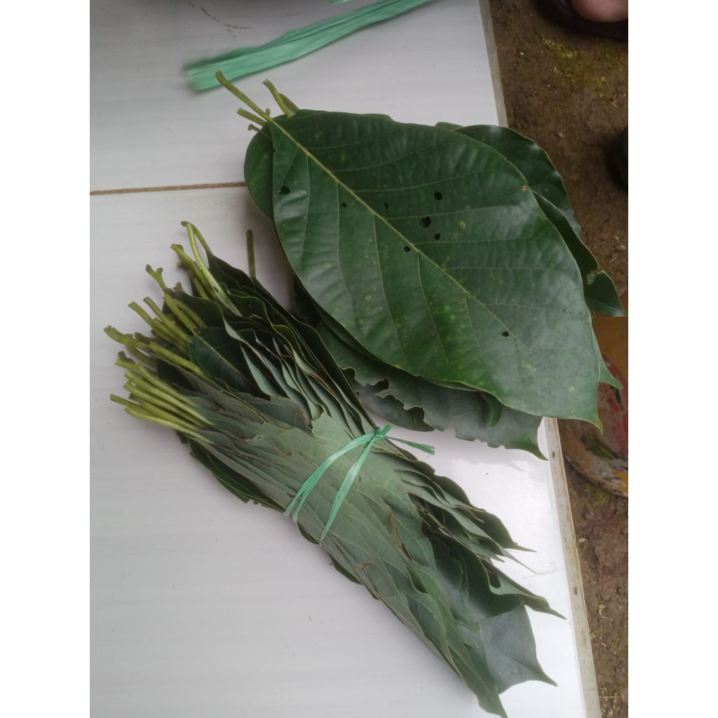 

Daun alpukat/avocado 500g
