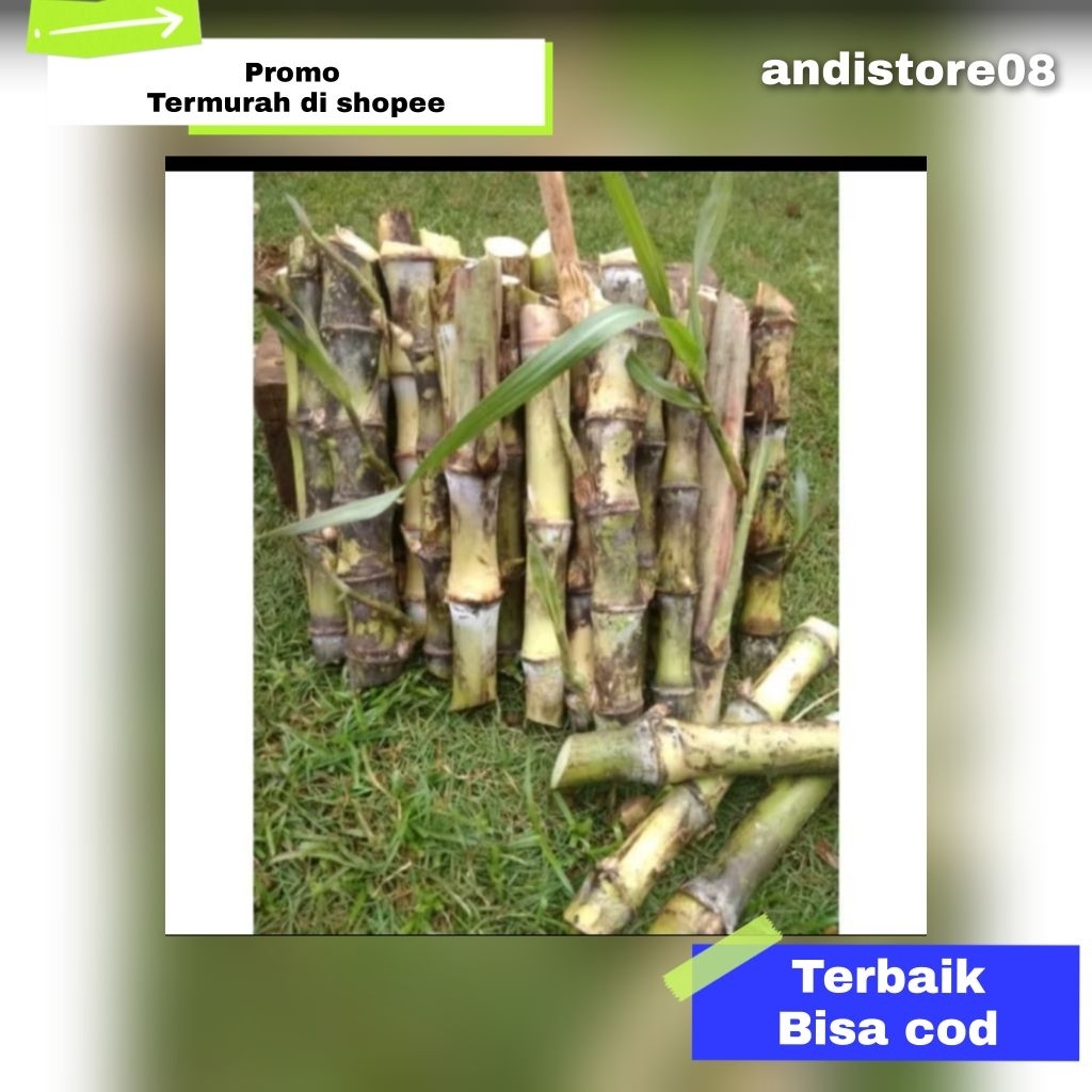 bibit tebu telur 1 kg