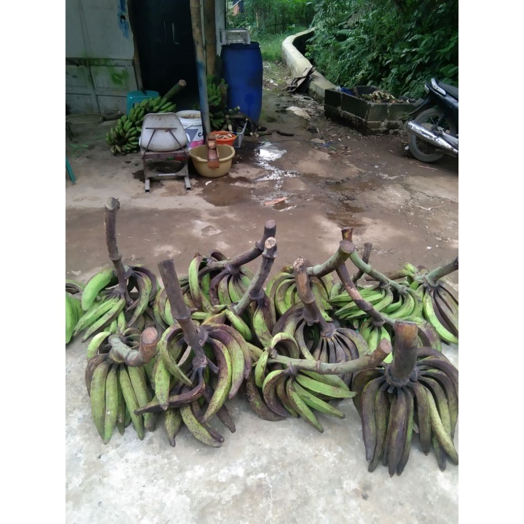 

buah pisang tanduk super perkg