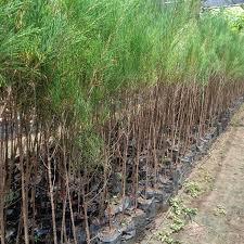 Bibit Cemara Laut / Cemara Udang