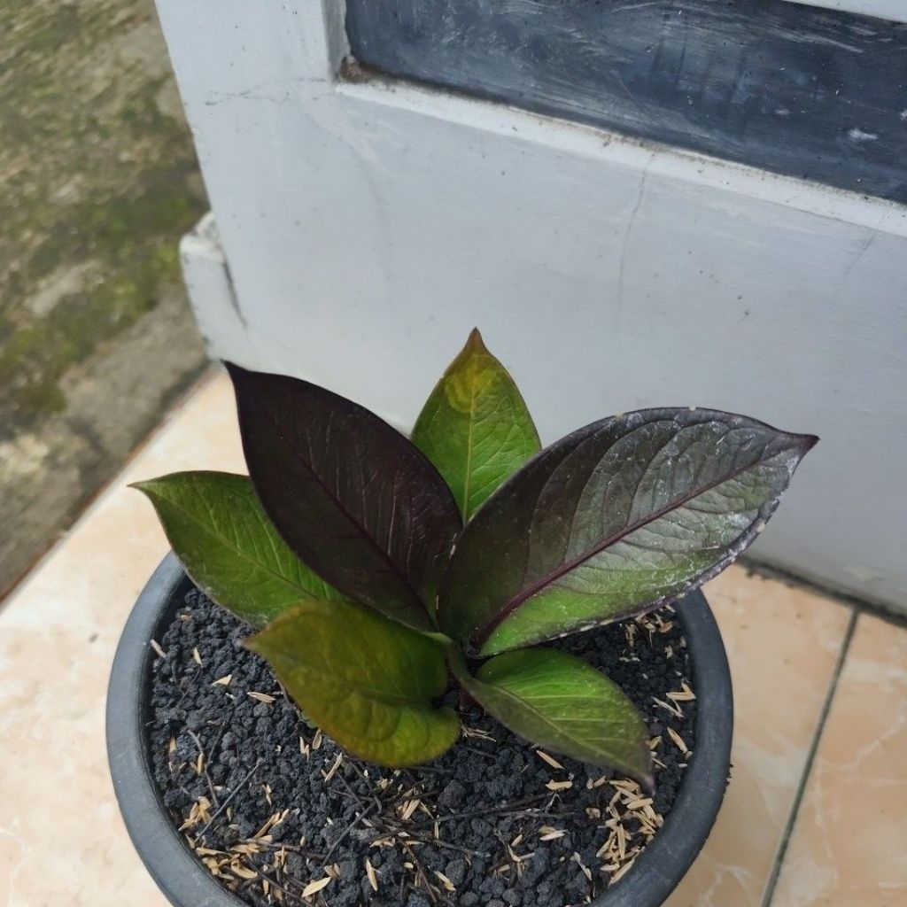 Jemani mangkok Black maroon