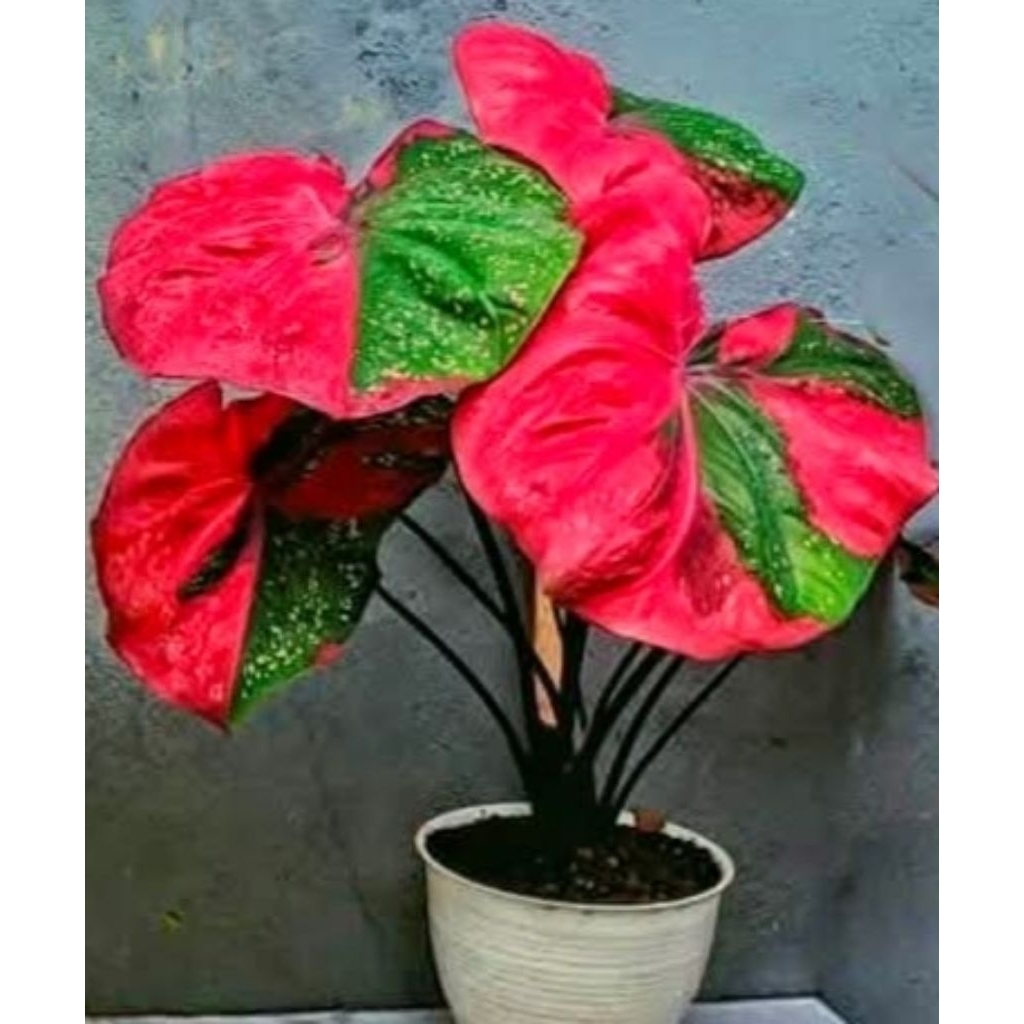 caladium baret