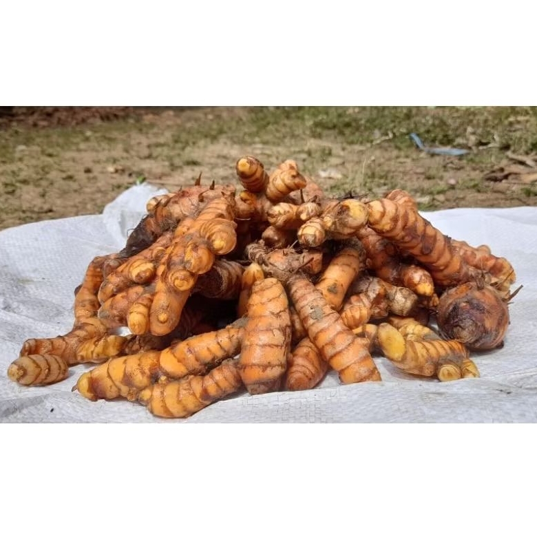 

Kunyit / Kunir Super Segar 1 kg