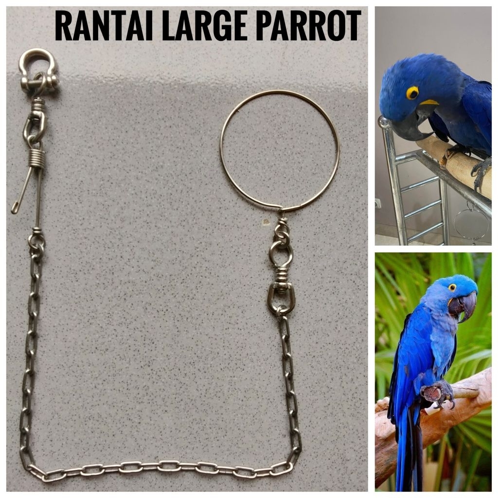 Rantai Stainles Burung Large Parrot Hyacinth Macaw