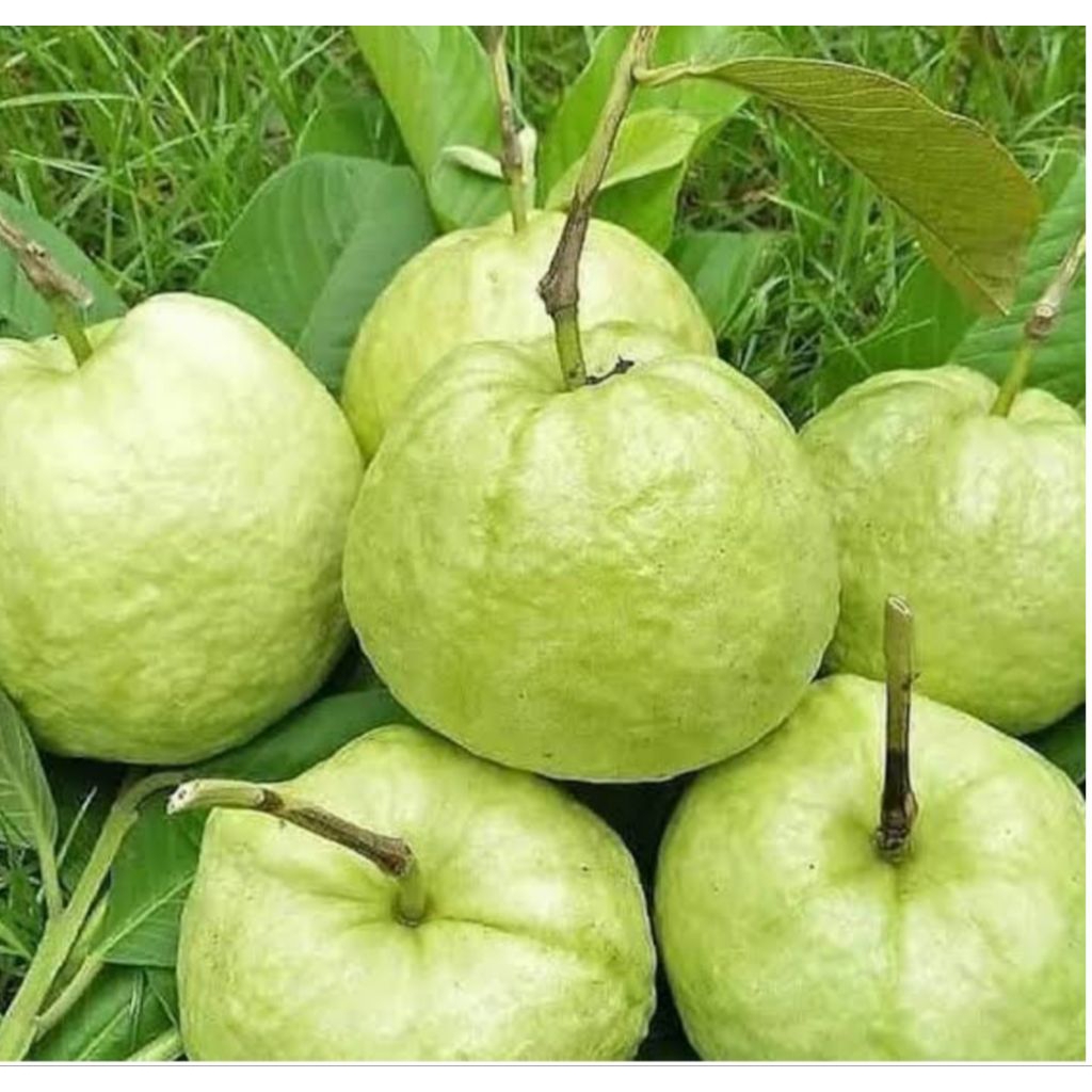 

buah jambu cristal 1kg bppn