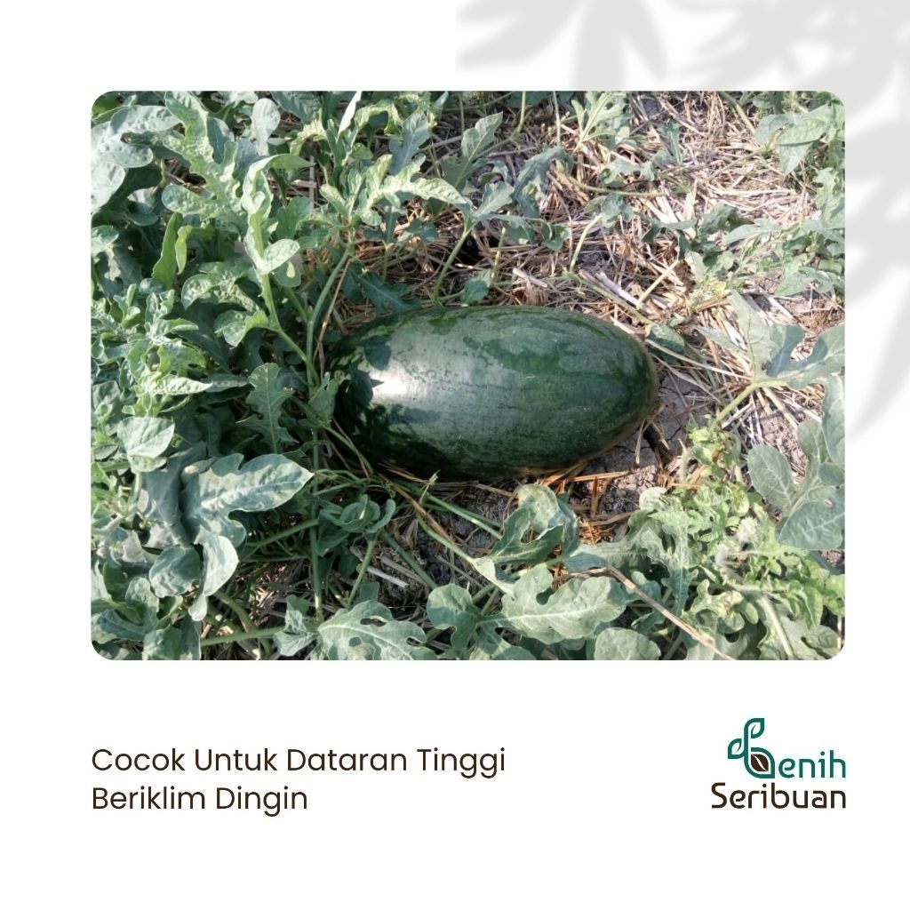 

Semangka Inul Kuning F1 (3 seed)