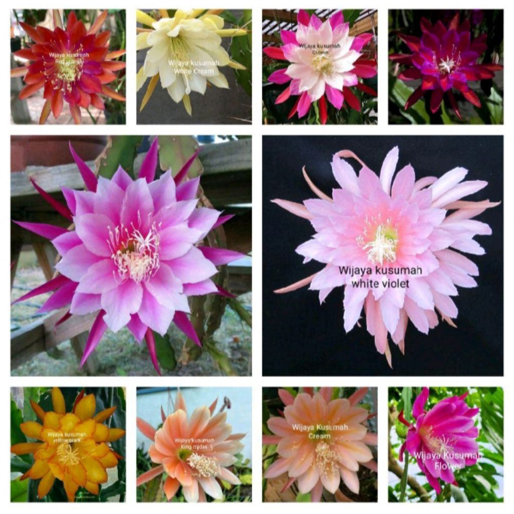 Tanaman hias gantung paket 10 Wijaya Kusumah macam bunga