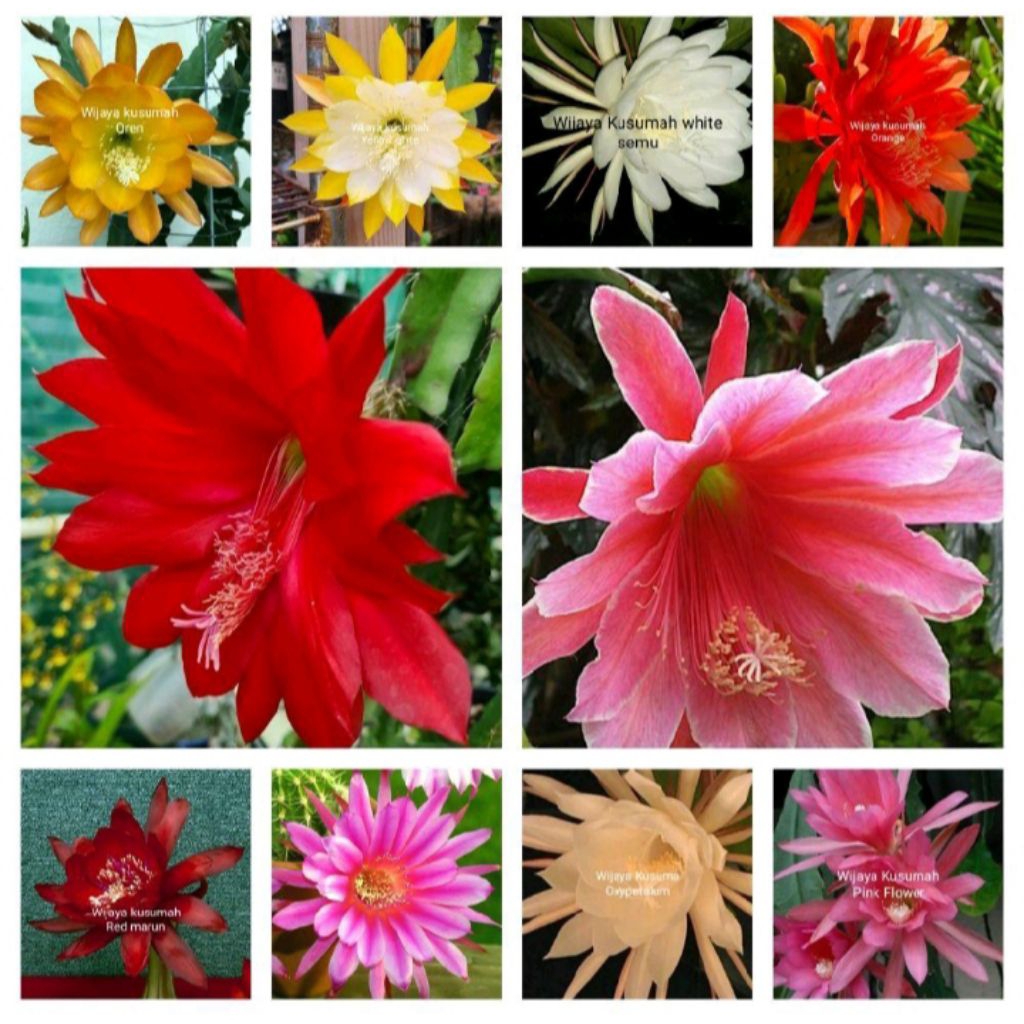 Tanaman hias gantung paket 10 Wijaya kusumah macam bunga