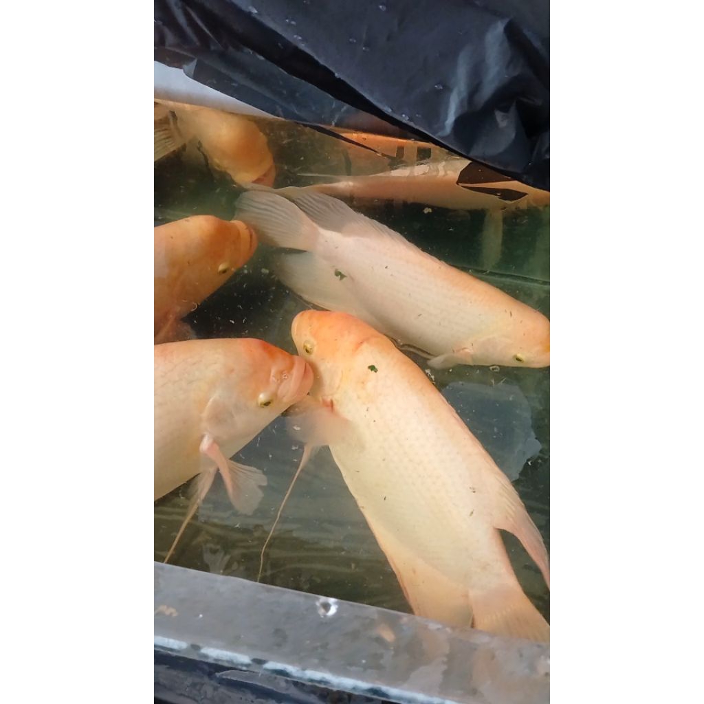 Ikan Gurame Indukan 1 Pasang Ukuran 37-44Cm Sudah Bertelur kusus gojek instan