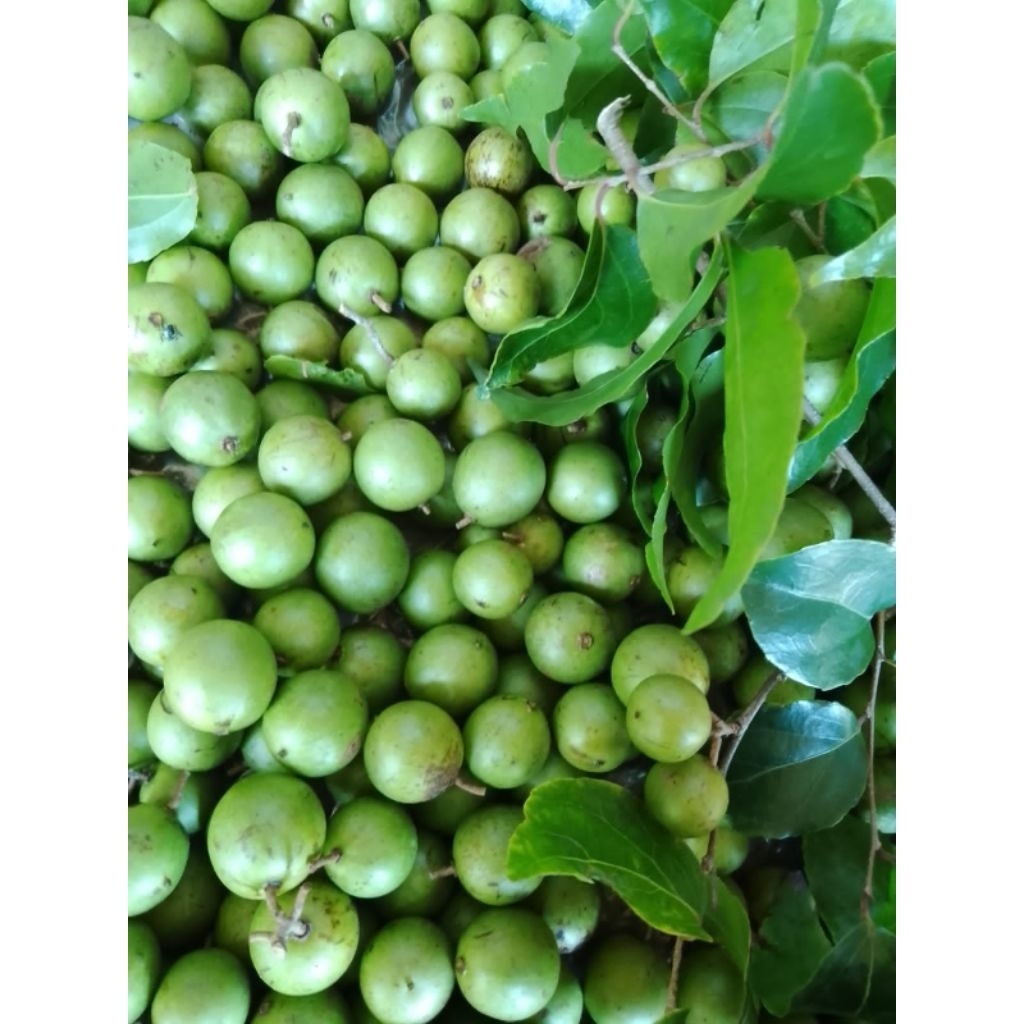 

buah rukem ijo fresh