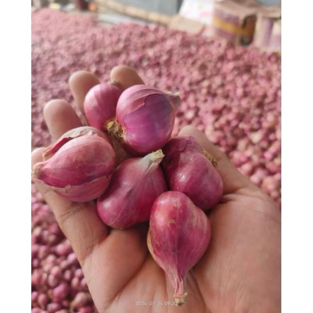 

JUMBO Bawang merah Pilihan bagus 1kg
