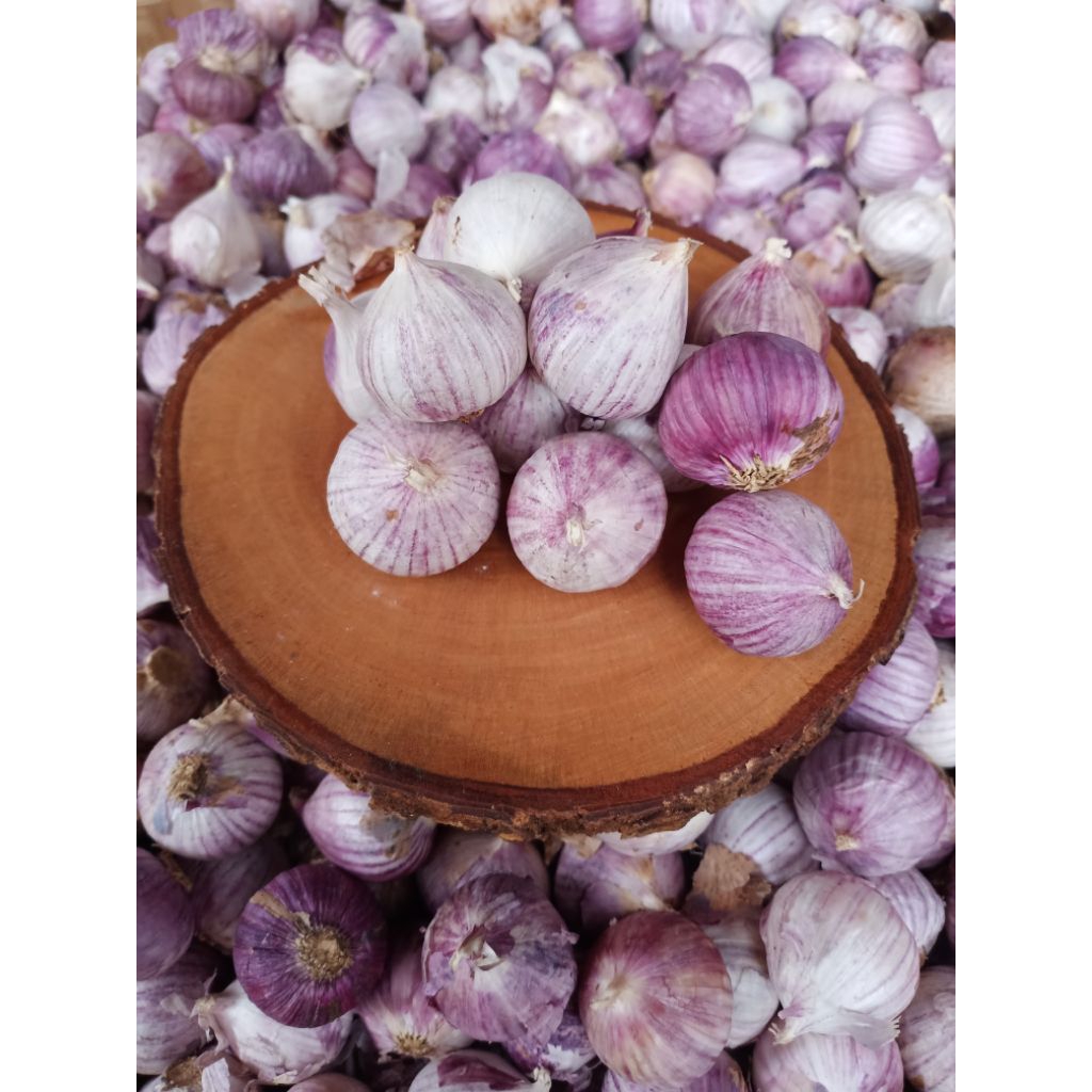 

Bawang Putih Tunggal Import Segar Ukuran Jumbo 1 Kg Fress Tersortir