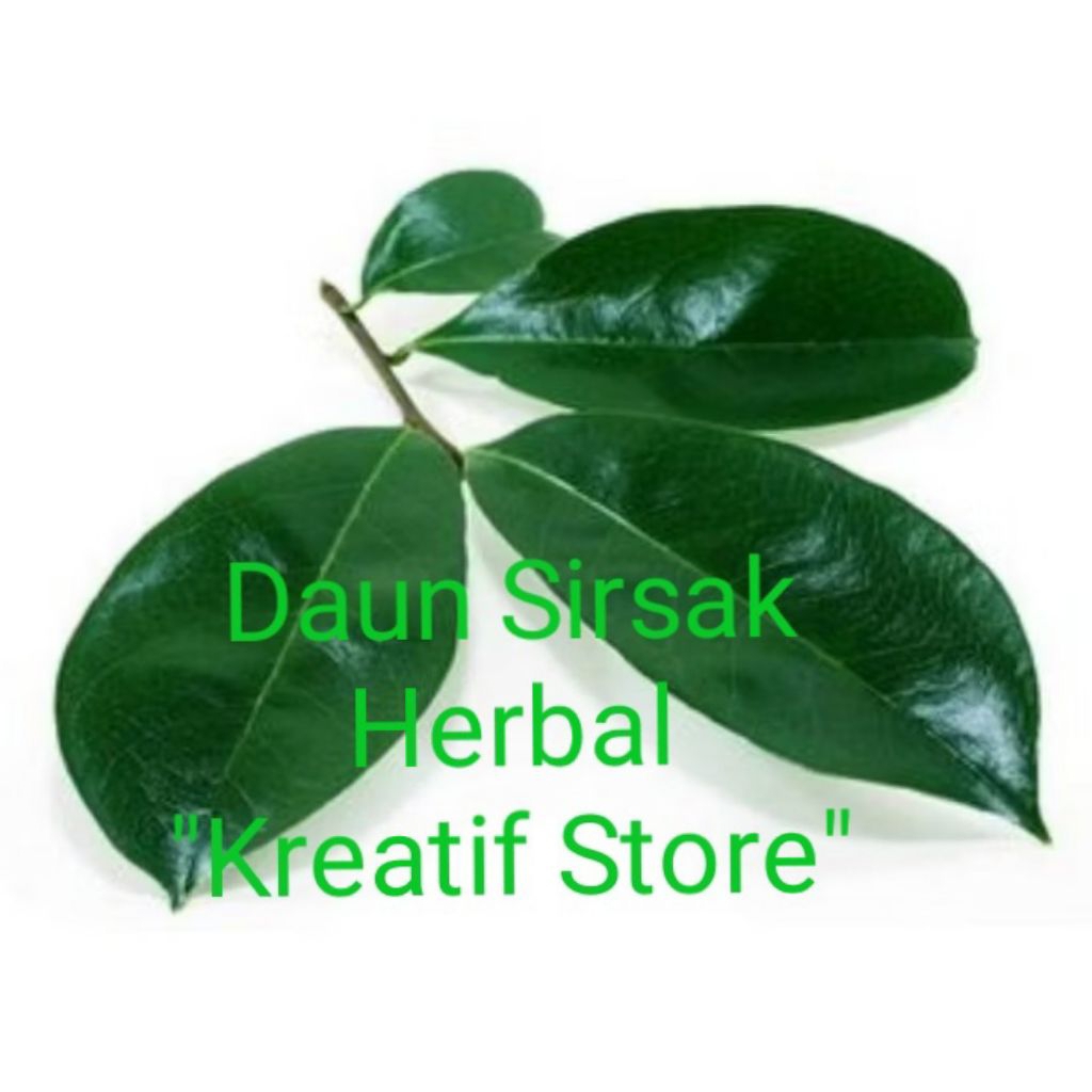 

DAUN SIRSAK / Daun SIRSAK Segar / Herbal "kreatif store