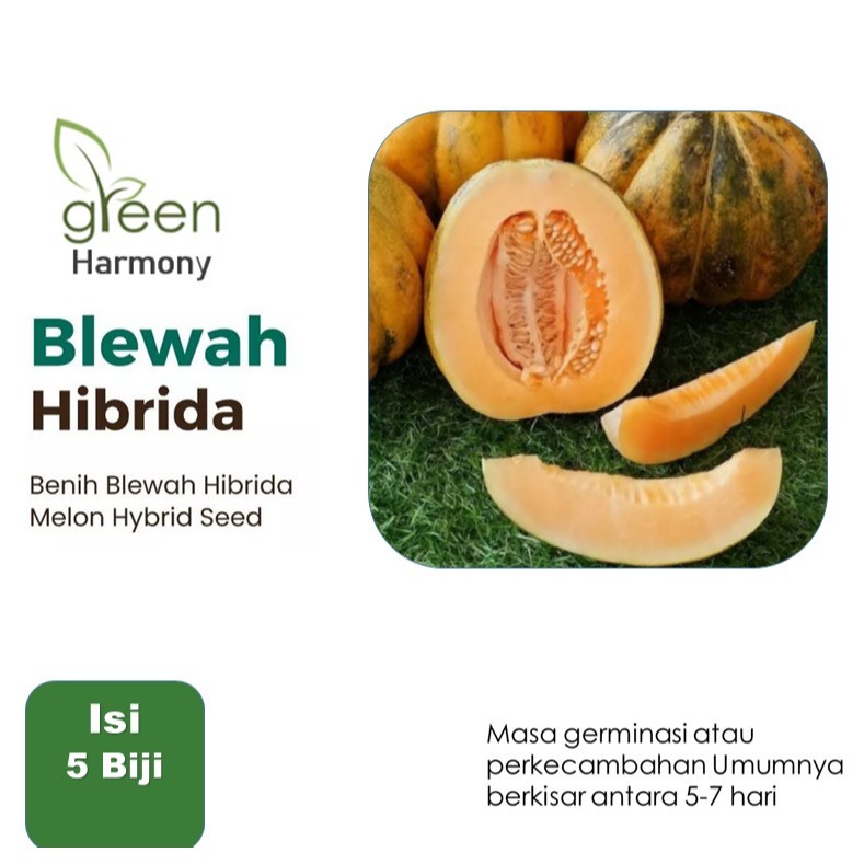 5 Bibit Blewah Unggul F1 Blaster Hibrida Benih Tanaman Buah Blewah Super Berkualitas Cocok untuk Pek