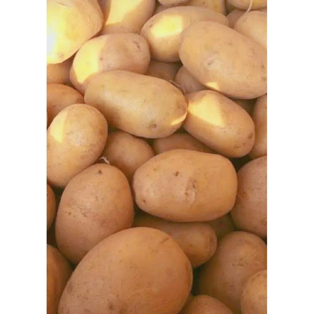 

KENTANG DIENG UKURAN SEDANG, ISI KUNING, BERSIH, TIDAK BUSUK