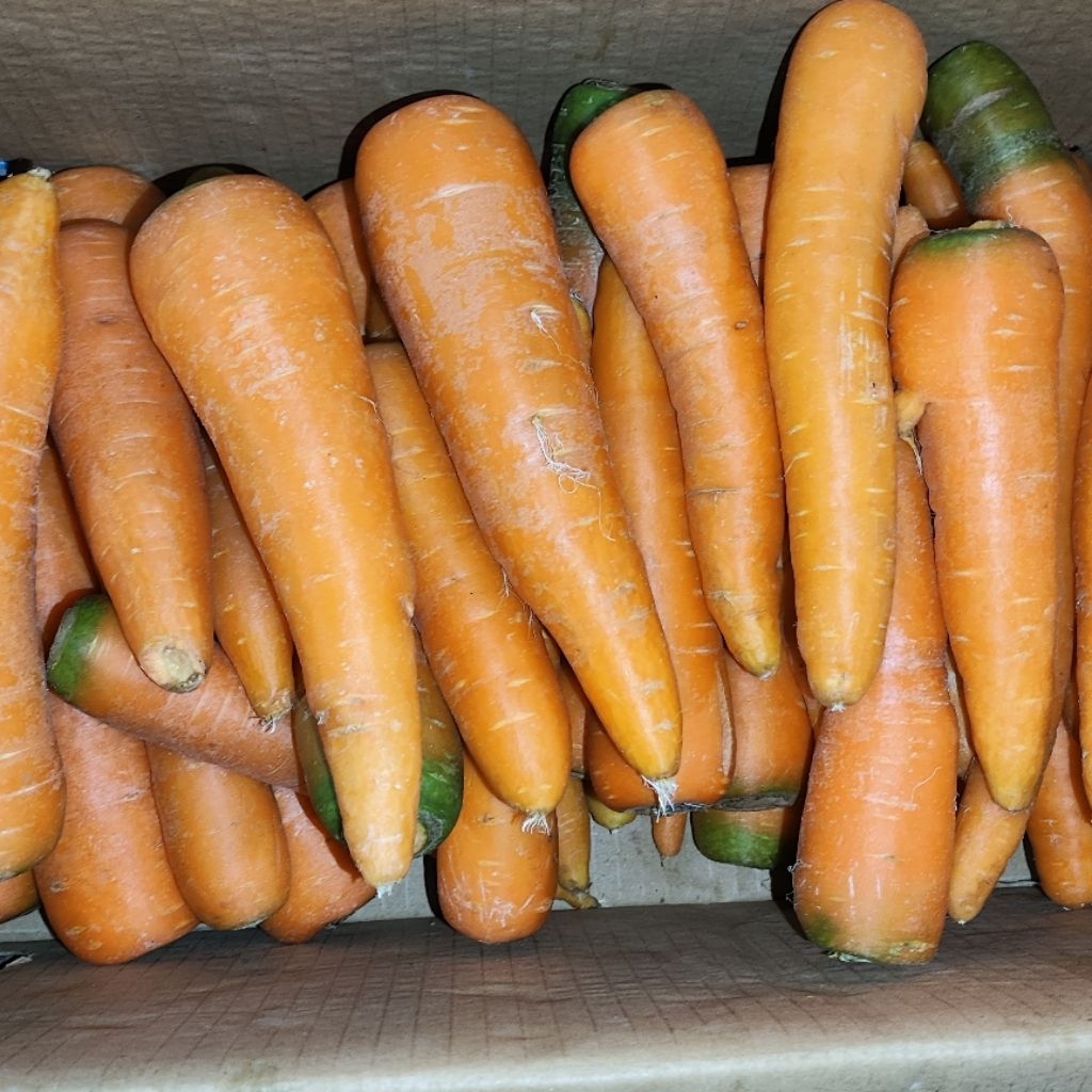 

Wortel Buah (Buat Jus)