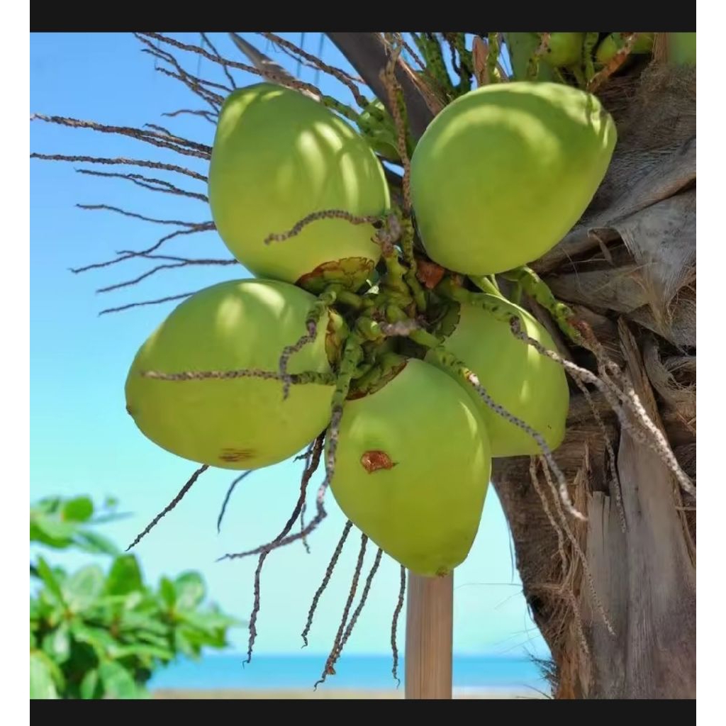 

Ready stok Kelapa mudau utuh 1 butir untuk menyegarkan