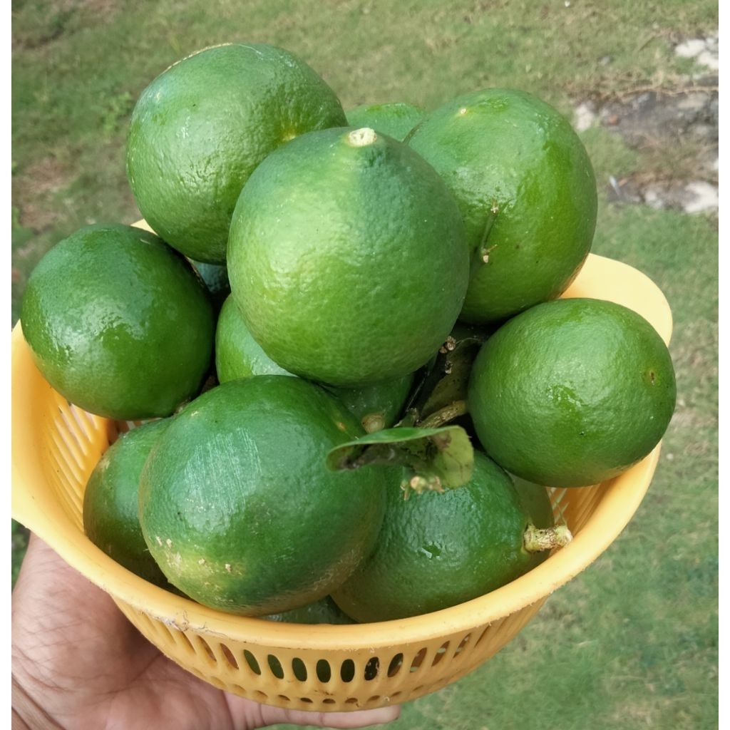 

Jeruk Nipis Buah Segar/ Buah Fres 1kg