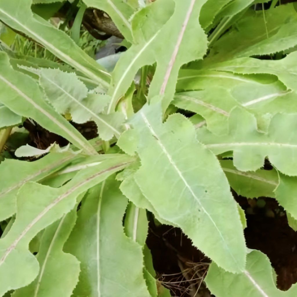 

Daun Tempuyung Fres Segar Isi Per 500 Gram