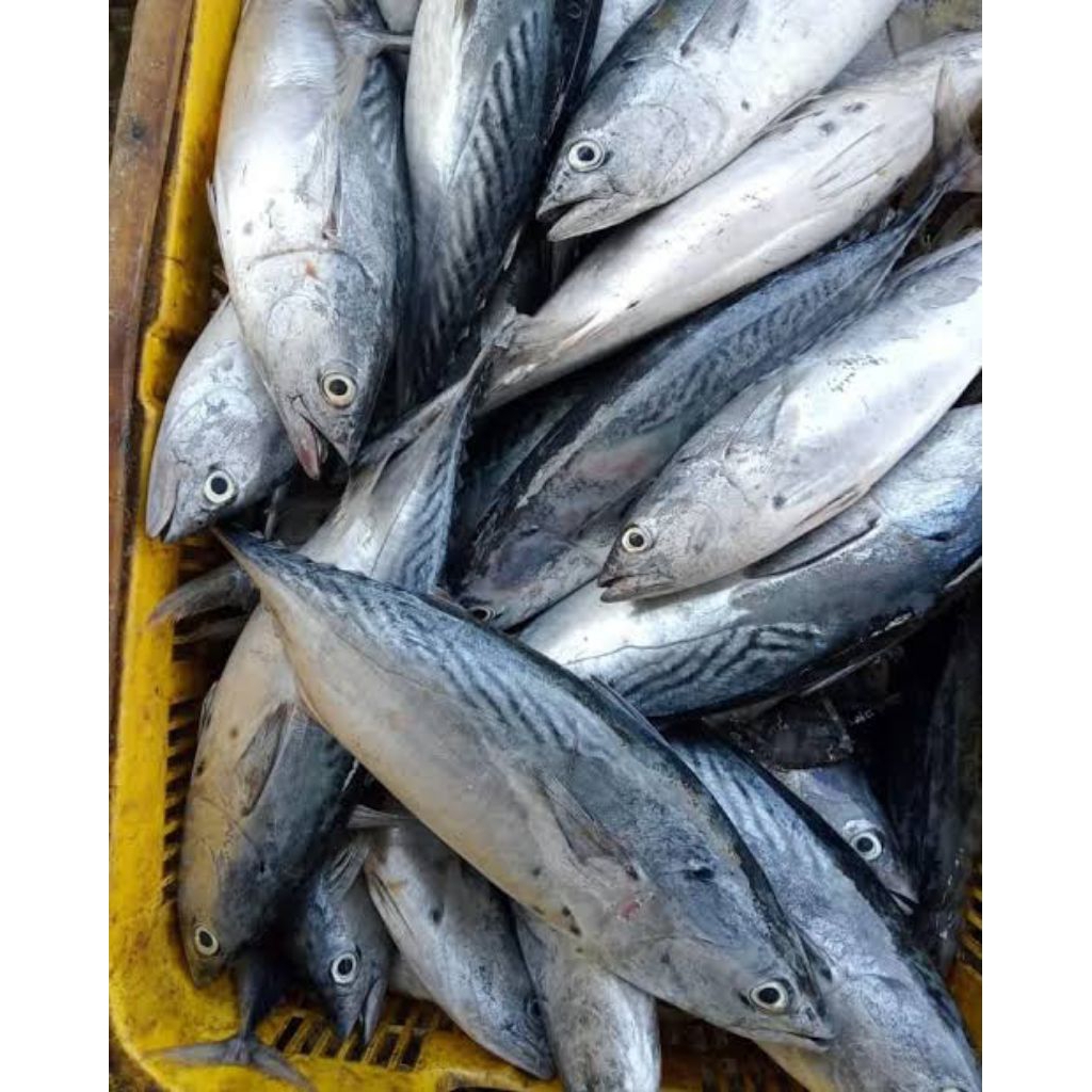 

500gram ikan segar fresh di potong, di filet, di belah punggung.