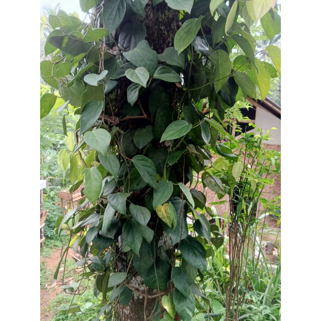 

Daun kemukus,daun rinu 500gr