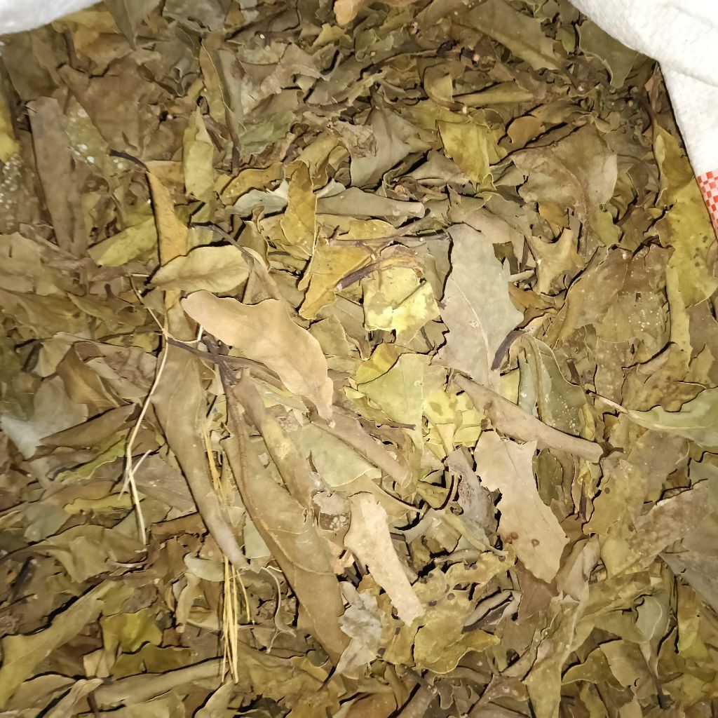 

Daun teh benalu,benalu teh ,daun