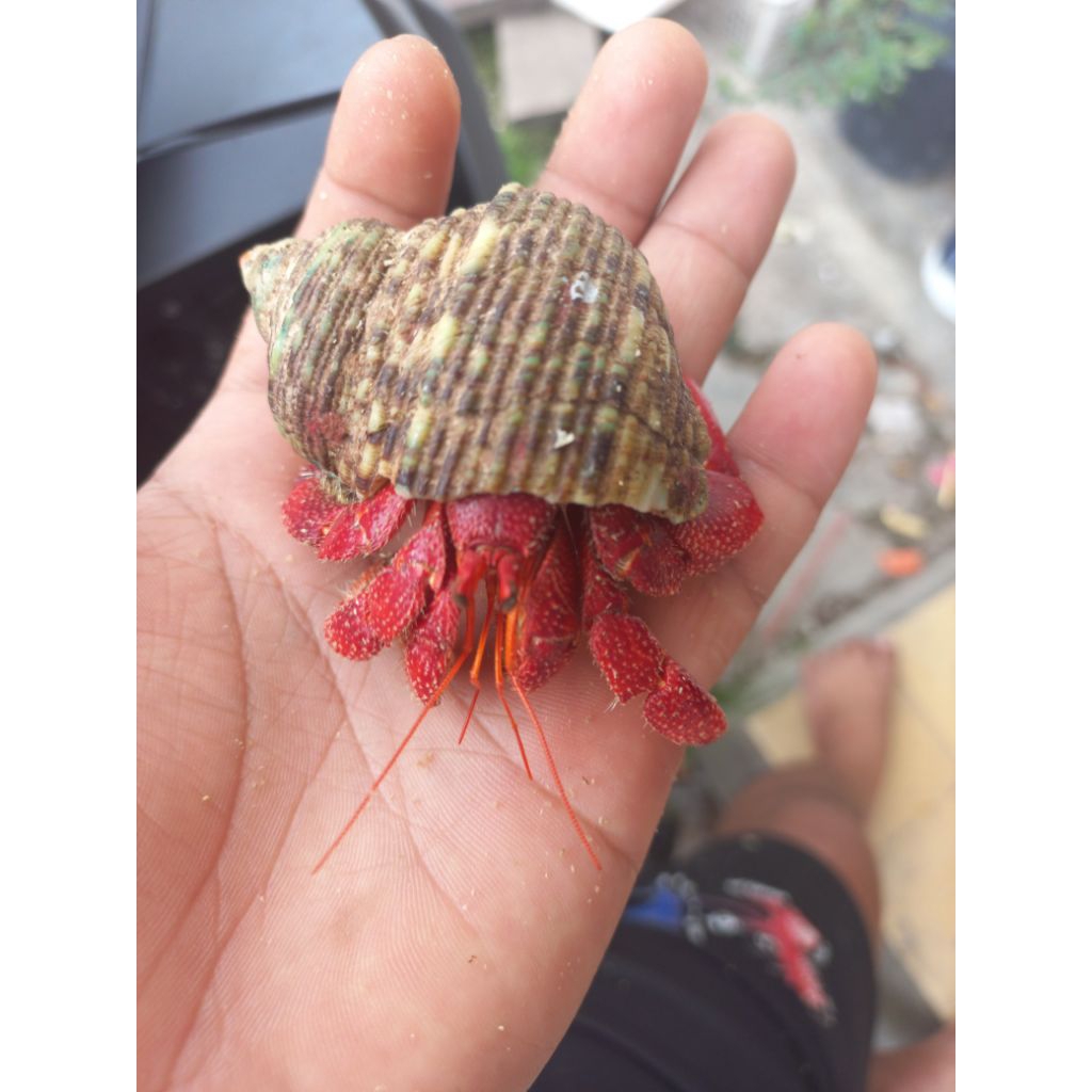 Kelomang Red Perlatus