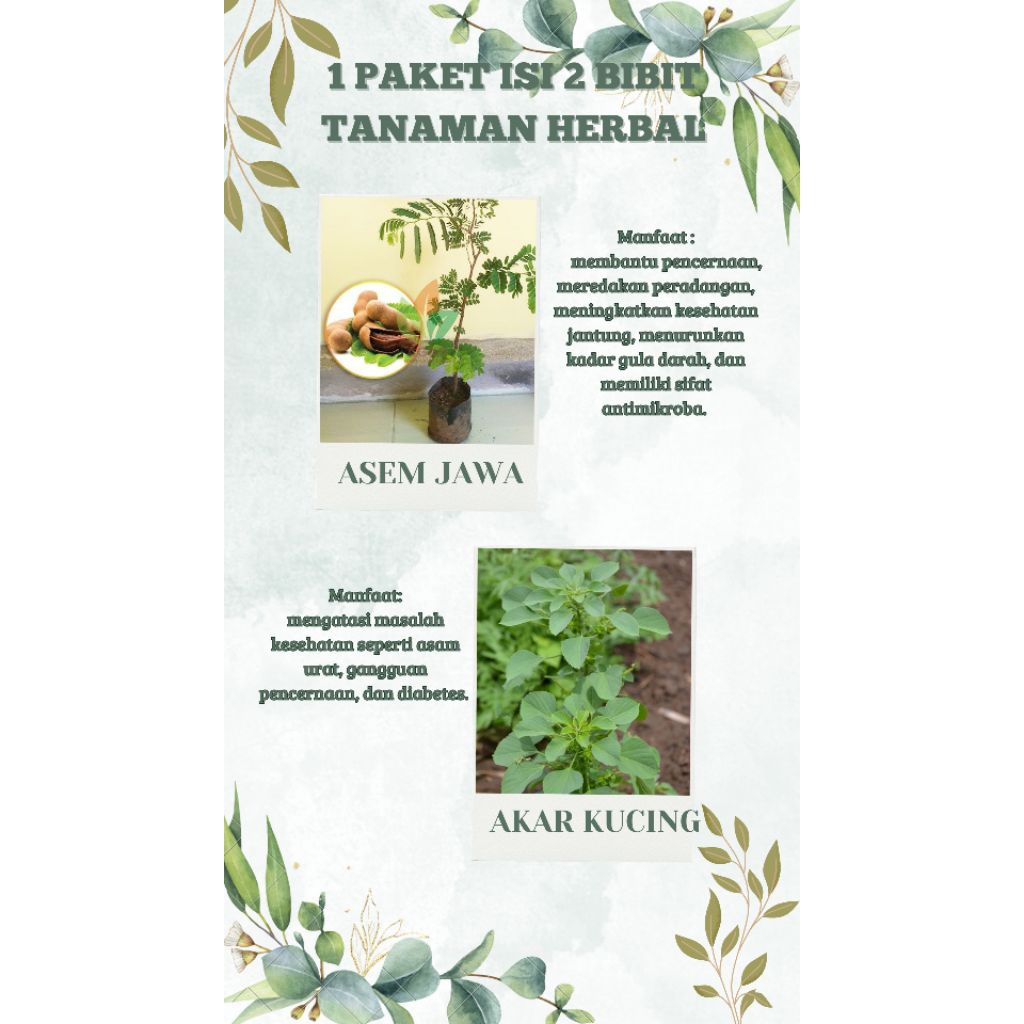 promo 2 tanaman herbal asam jawa, dan akar kucing