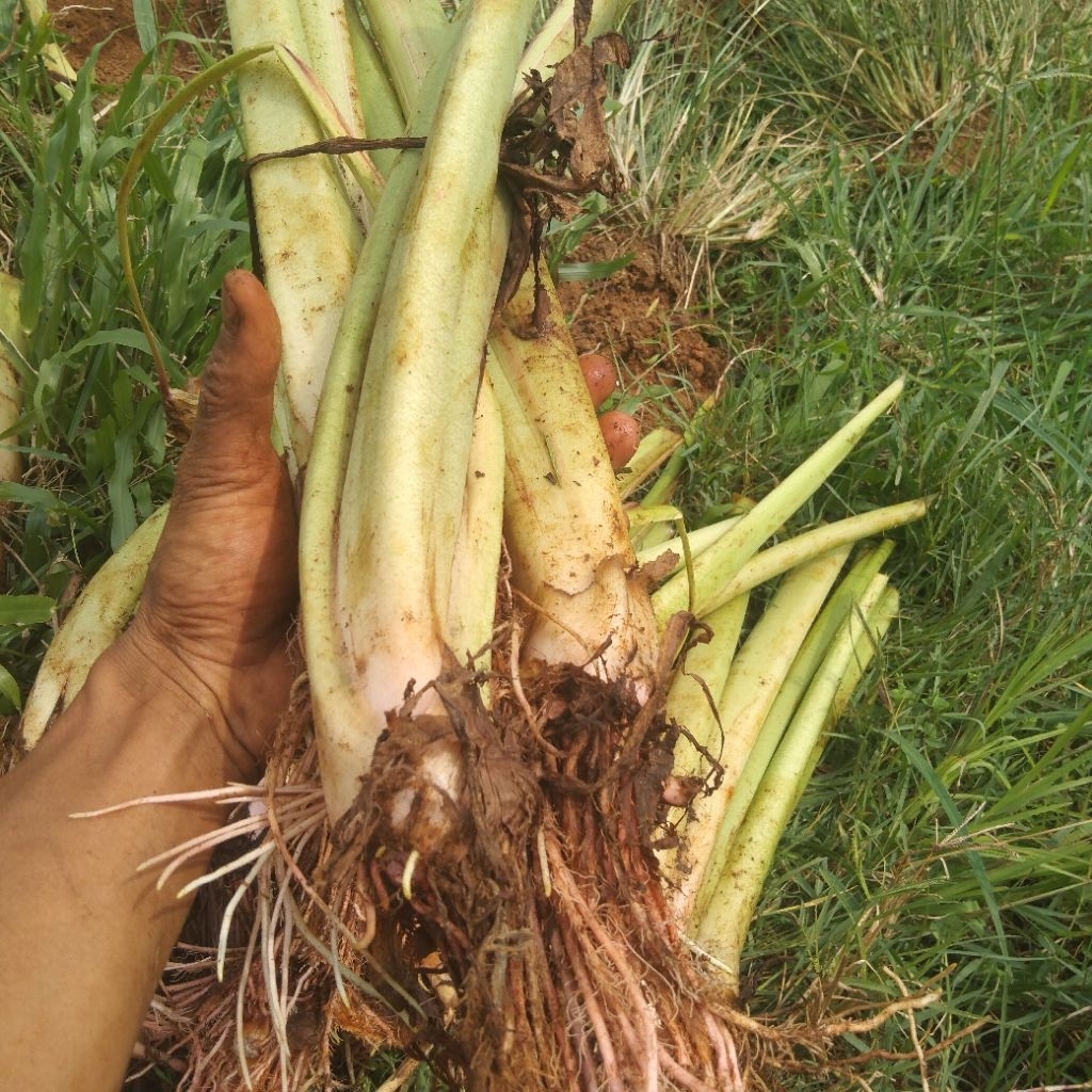 bibit talas bogor, talas pratama f1 kualitas super, per 1 bibit