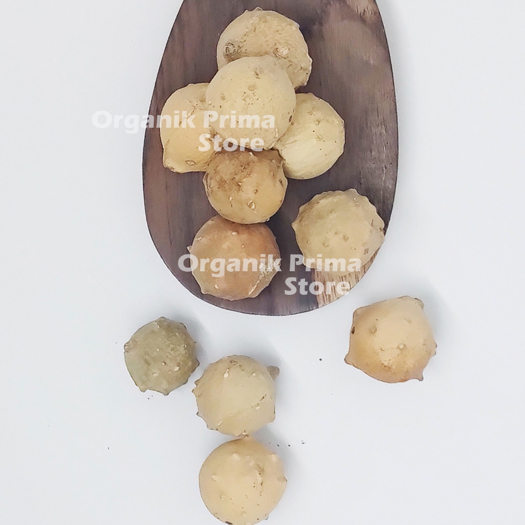 

Buah Manjakani Putih Kering 500gr Asli Bersih dan Organik
