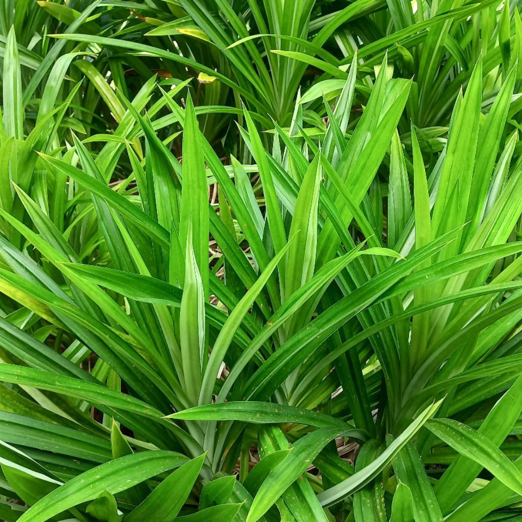 

Daun Pandan Asli Segar (Harga per Ikat)