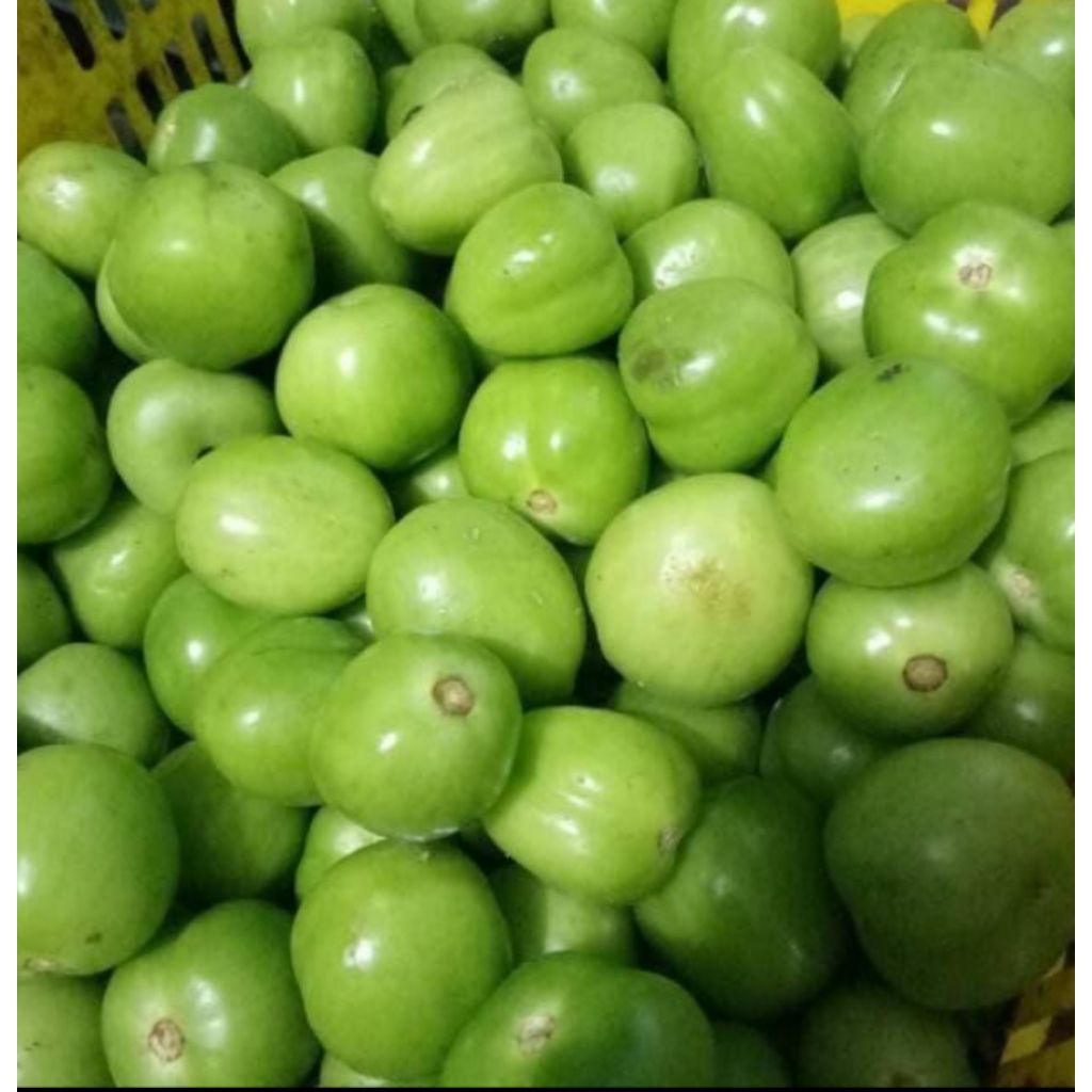 

tomat hijau 1000gram
