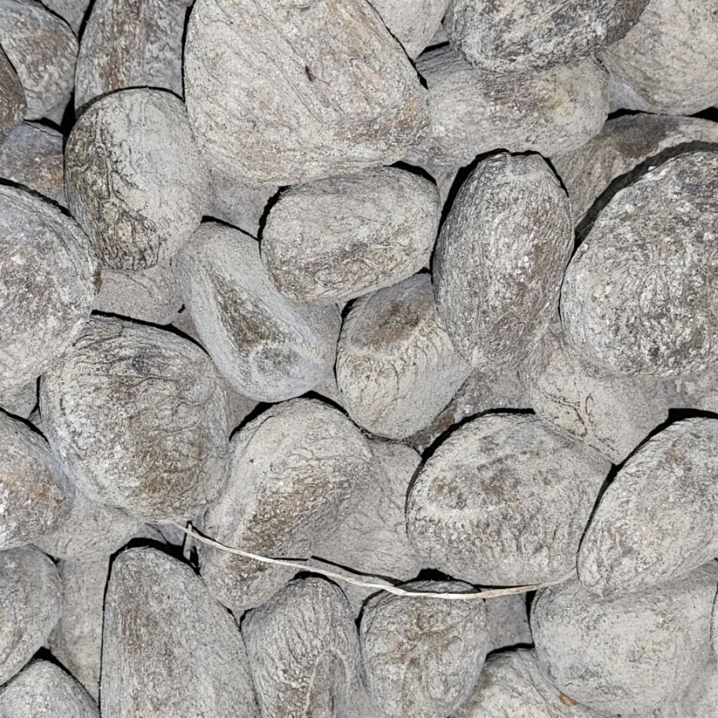 

Kluwek atau Kepayang.