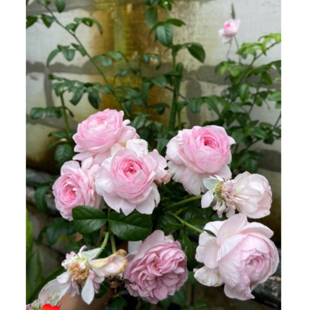 ownroot moncoeur rose mawar stek