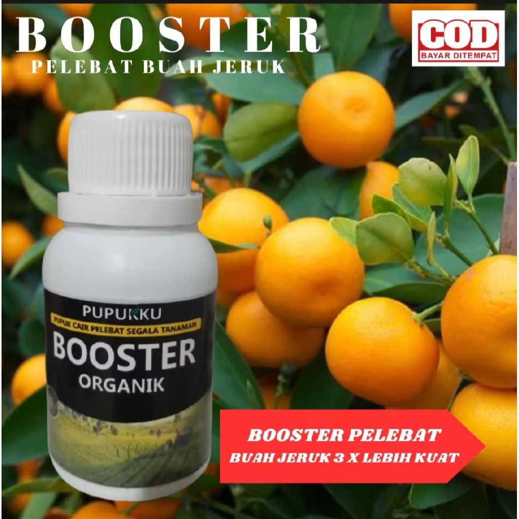 pupuk boster cair jeruk membuat buahnya lebat