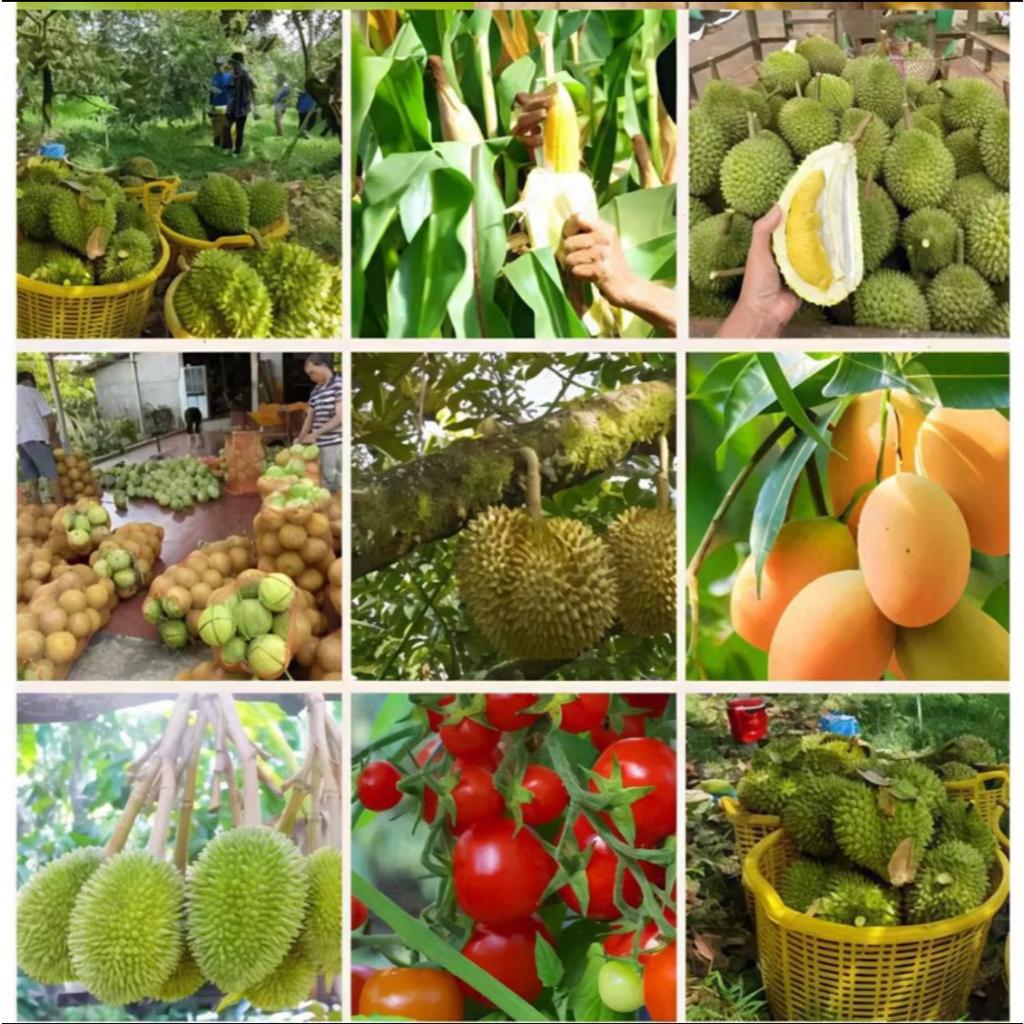 Pupuk Dasshu Z1000 - 1kg Pupuk Perangsang Akar Batang Tunas Teknologi Japan