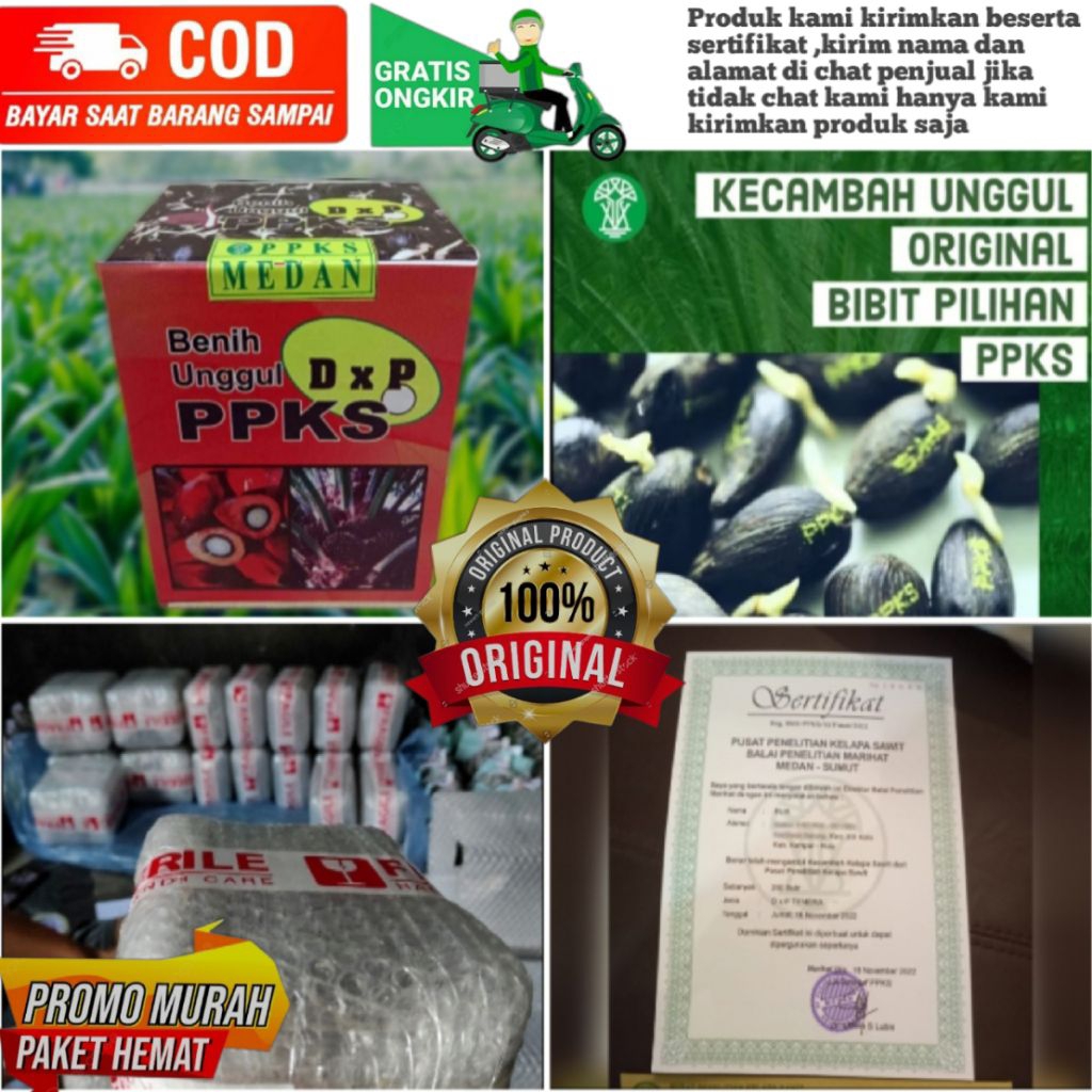 Biji benih sawit PPKS dxp unggul isi 250 butir