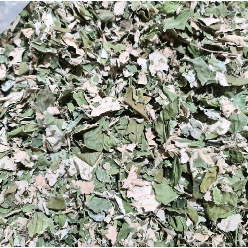 

Daun Bidara Arab Kering Asli Kualitas Bagus