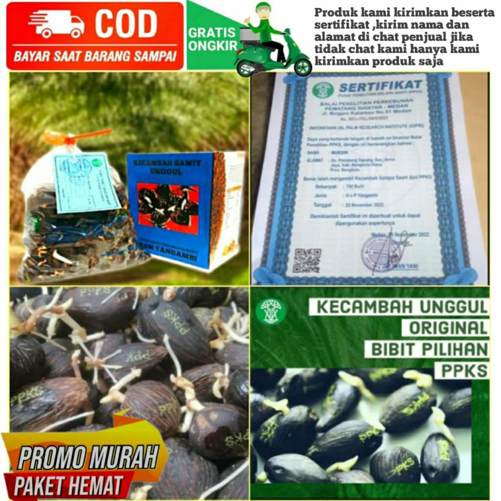 benih sawit unggul PPKS DxP YANGAMBI