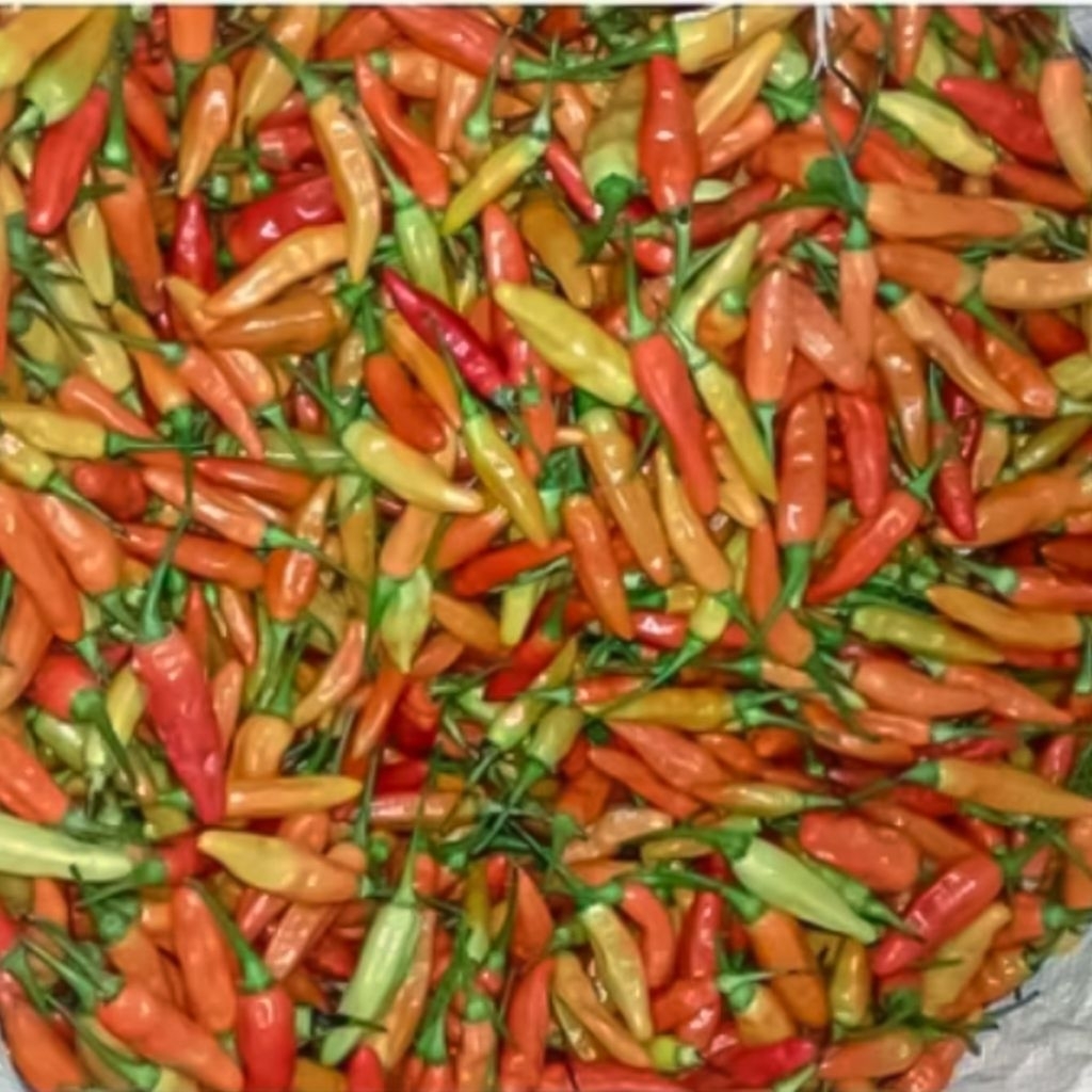 

Cabai Rawit Fresh Langsung Petani Gen Z