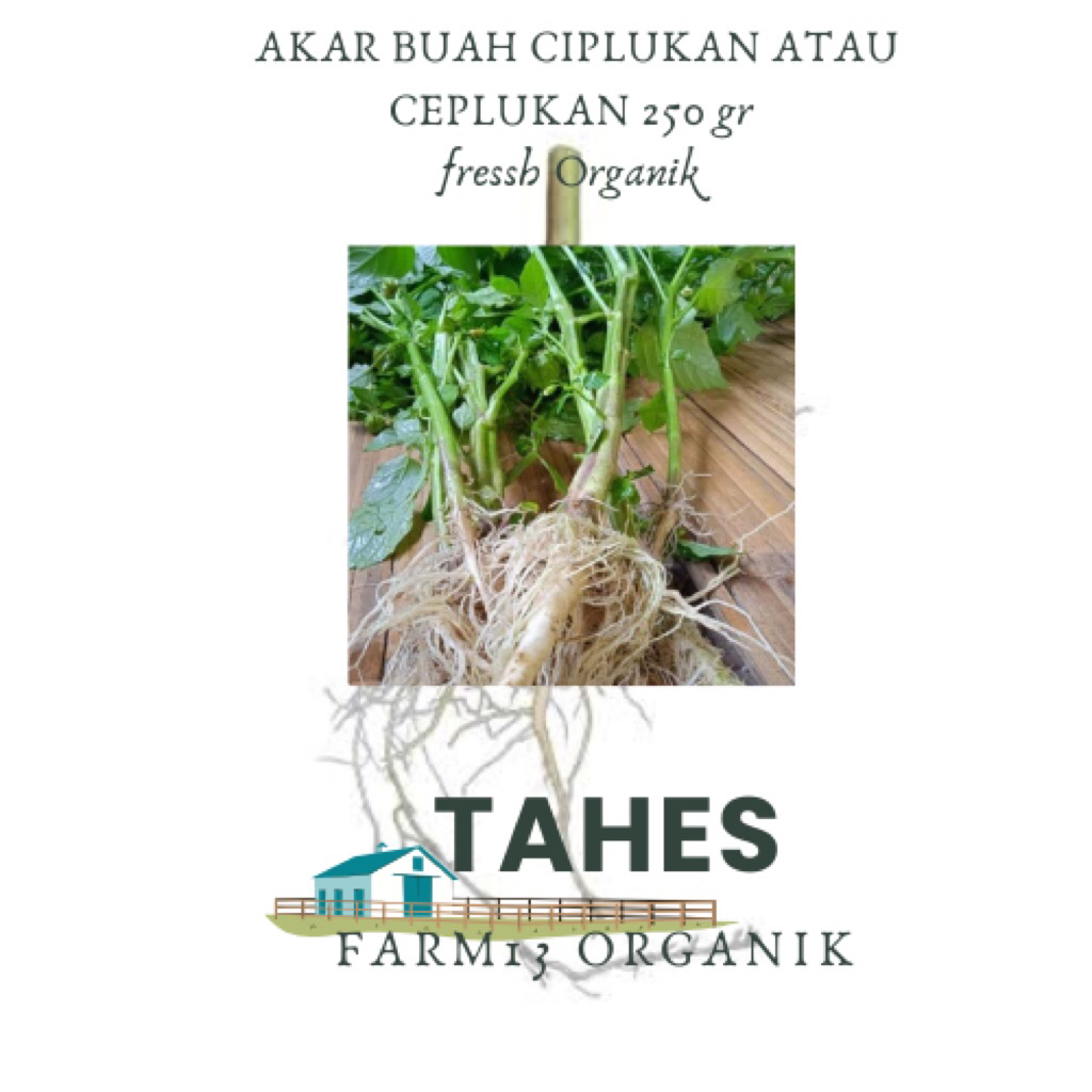 

Akar Buah Ceplukan ciplukan 250gr Segar fresh Organik Langsung Ambil Disawah