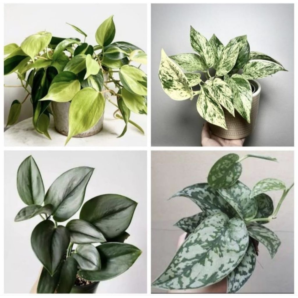 Paket hemat 4 tamanan sirih gading-sirih gading varigata -sirih gading susu -sirih gading Brazil -si