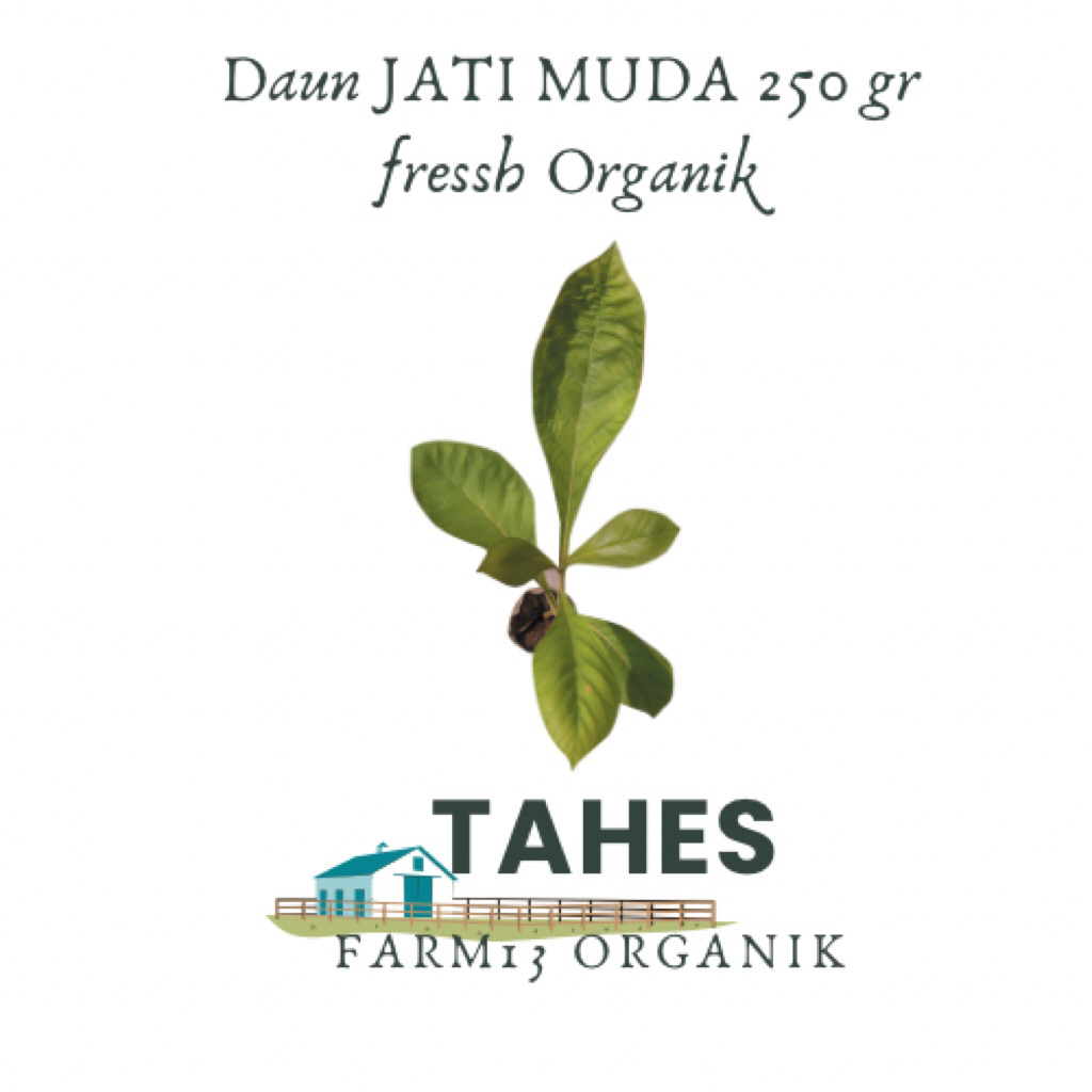 

Daun Jati Muda Fresh Organik 250 gr Langsung Petik Pohon