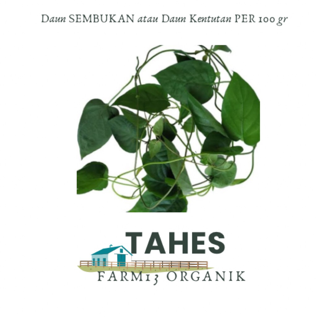 

Daun Sembukan Atau Kentutan Fresh Herbal Organik Tanpa Pupuk Kimia 100gr Atau 1 ons