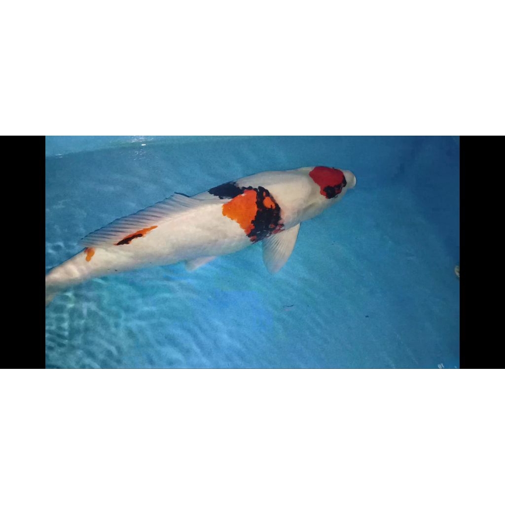 ikan koi jenis maruten showa jantan size 60 cm