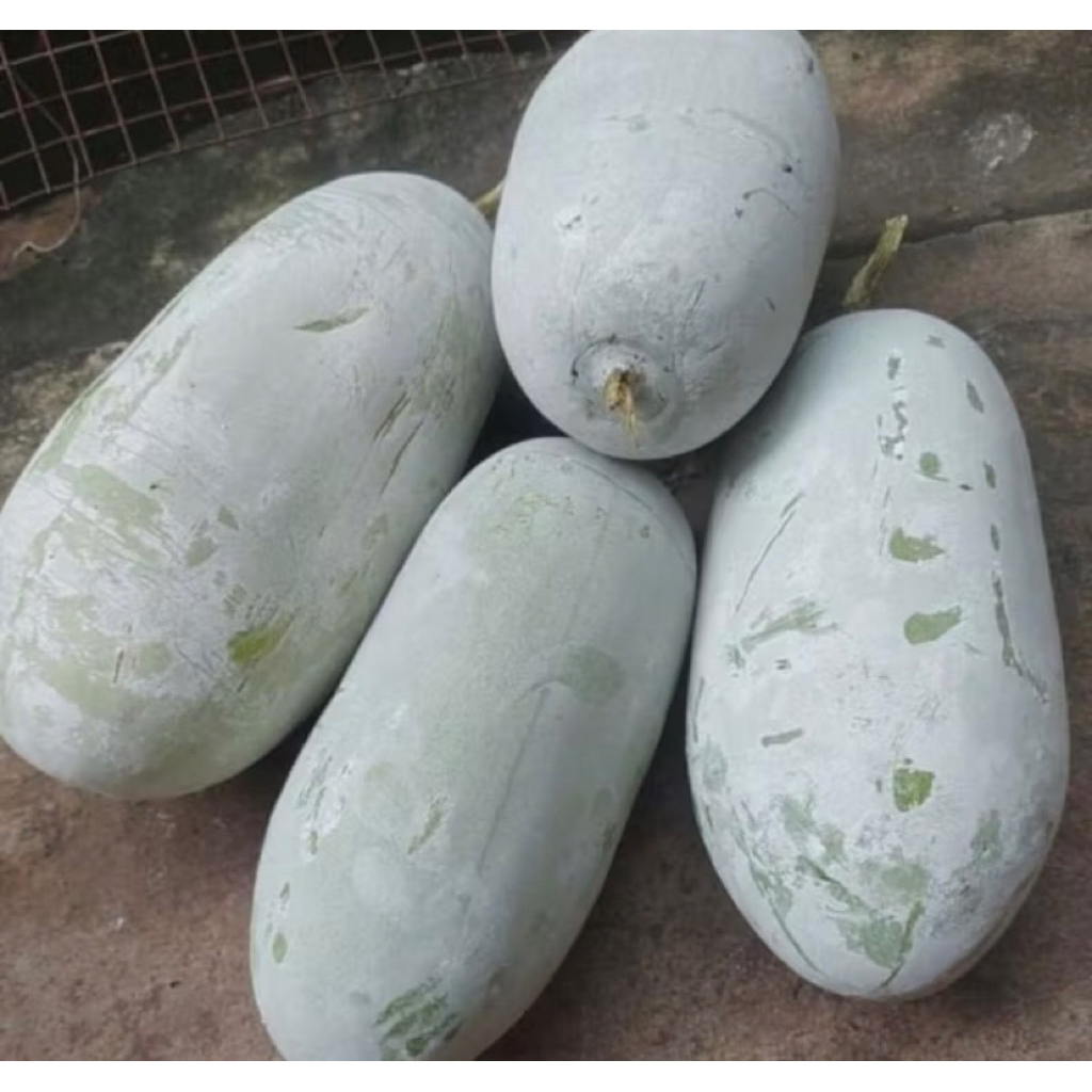 

Buah Kundur Winter Melon Beligo Baligo Bligo Blonceng Benincasa Hispida