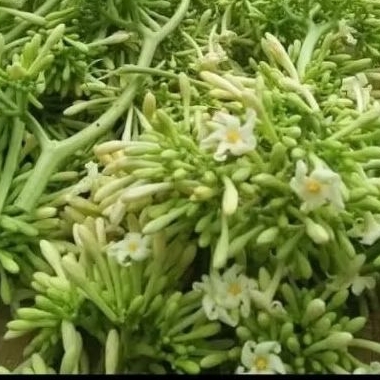 

Bunga pepaya segar 1kg