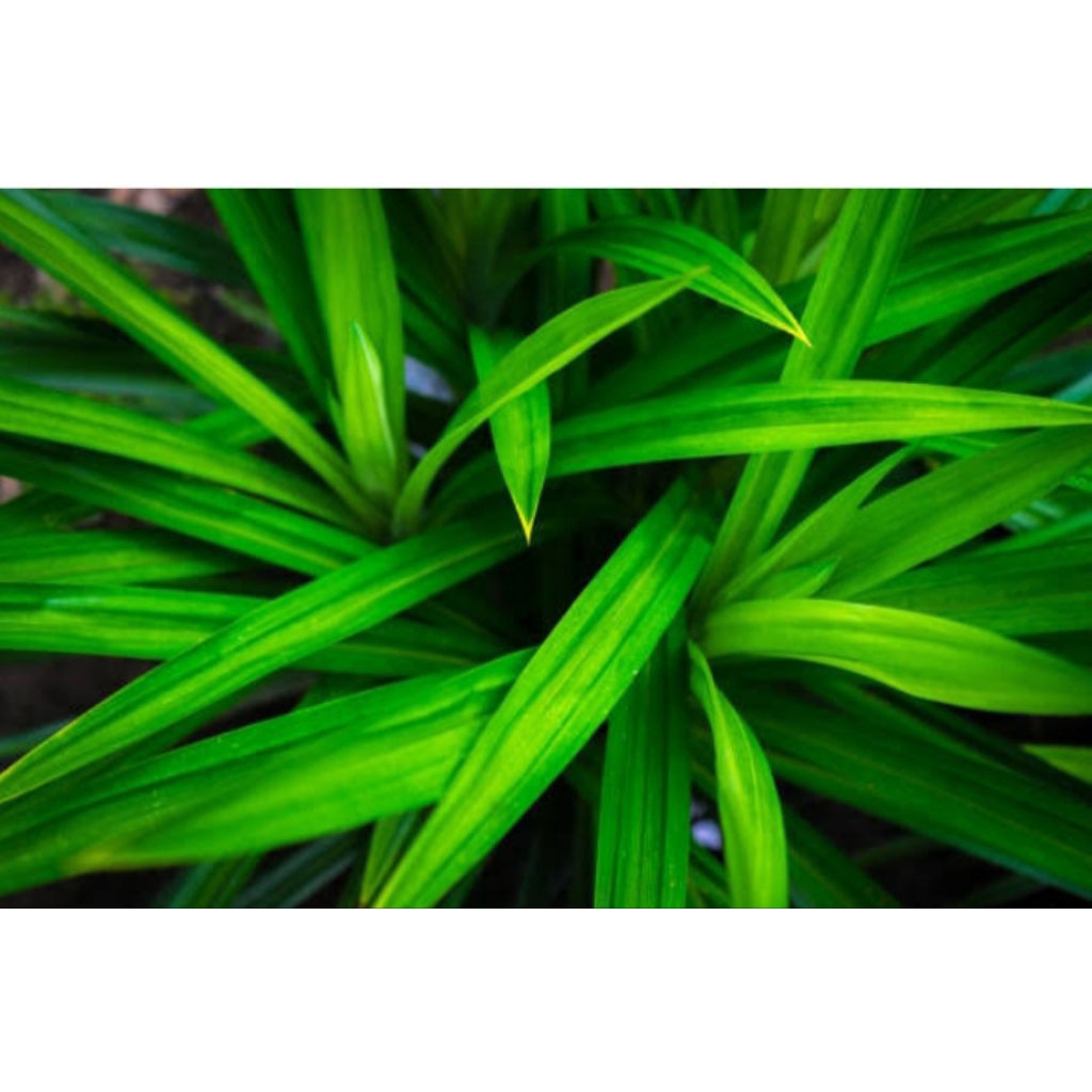 

daun pandan hijau segar /per 1 ikat(isi 20 pcs)