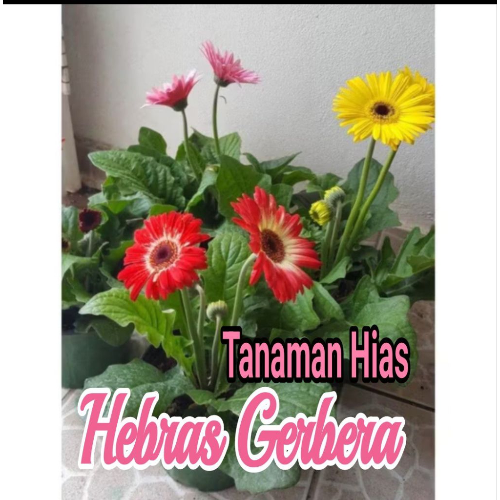 Tanaman Hias Hebras | Gerbera