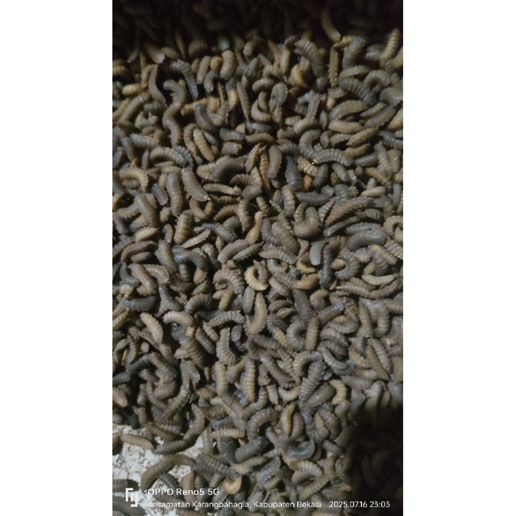 Pupa Maggot BSF Perkilo